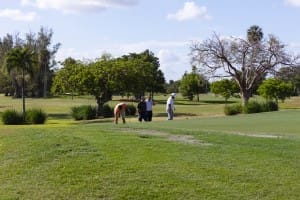 golf gallery