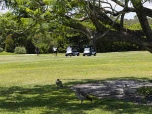 golf gallery