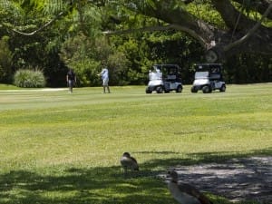 golf gallery