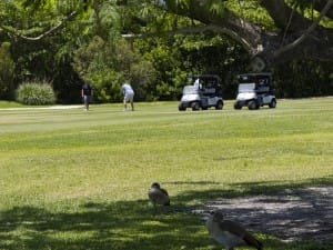 golf gallery