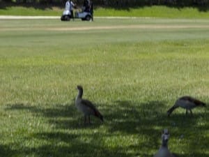 golf gallery
