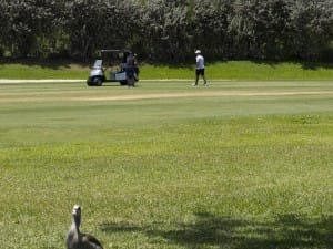golf gallery