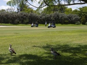 golf gallery